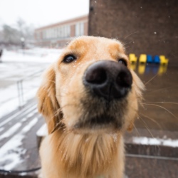 罗彻斯特河大学校园里一只治疗犬的鼻子特写. 